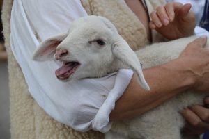 sheep